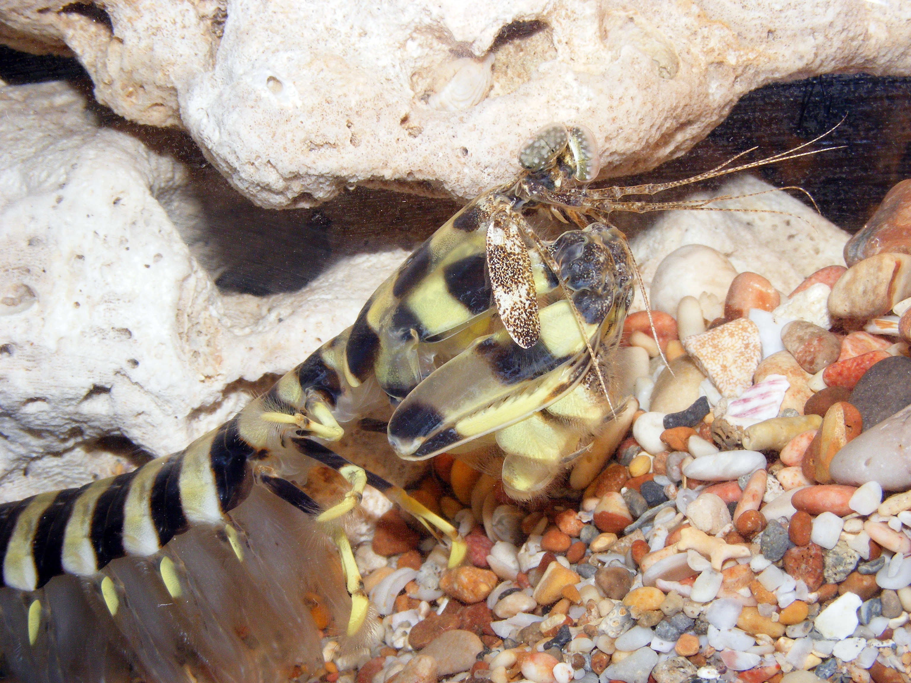 Представитель Семейства Lysiosquillidae